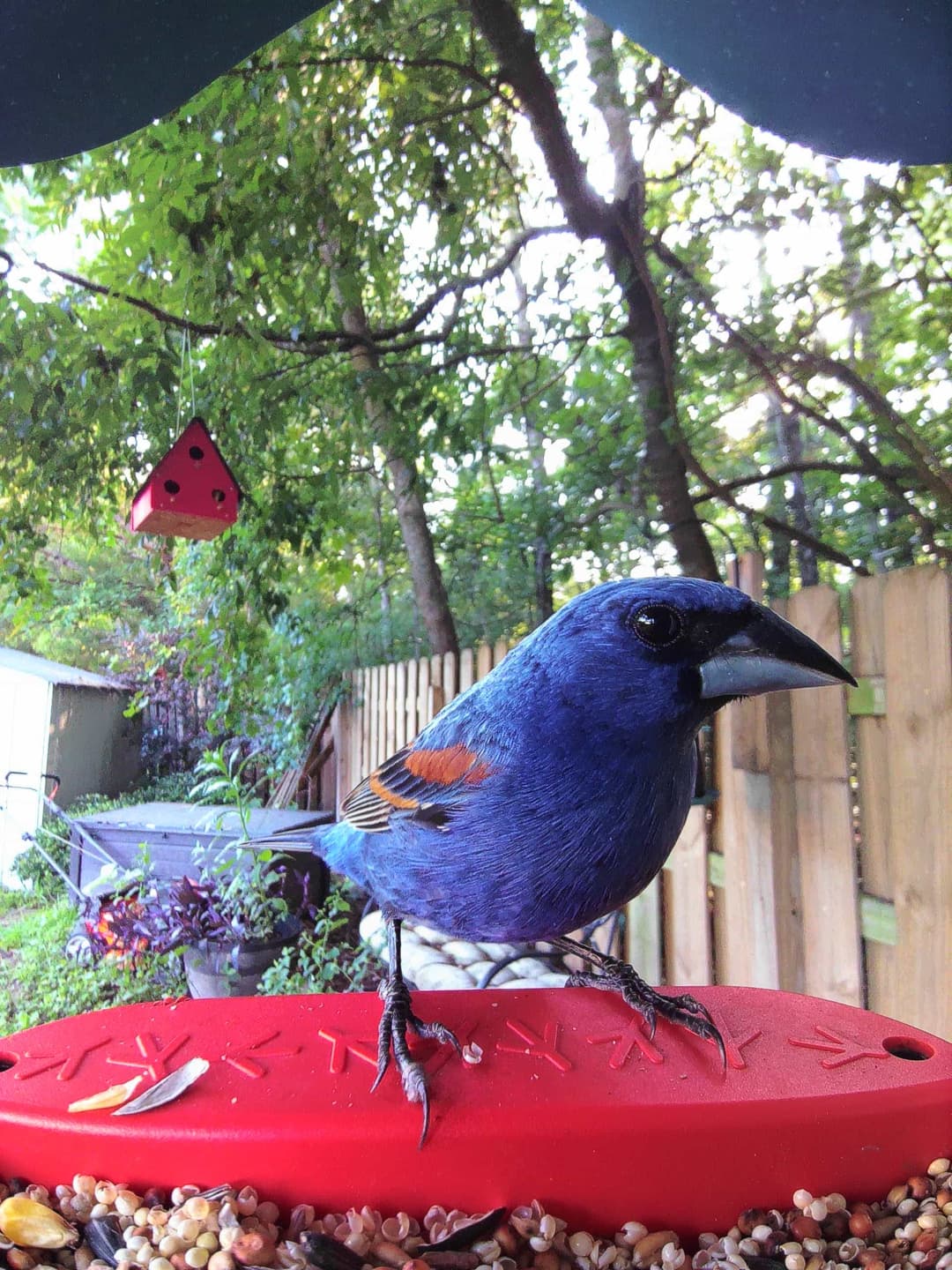 Blue Grosbeak