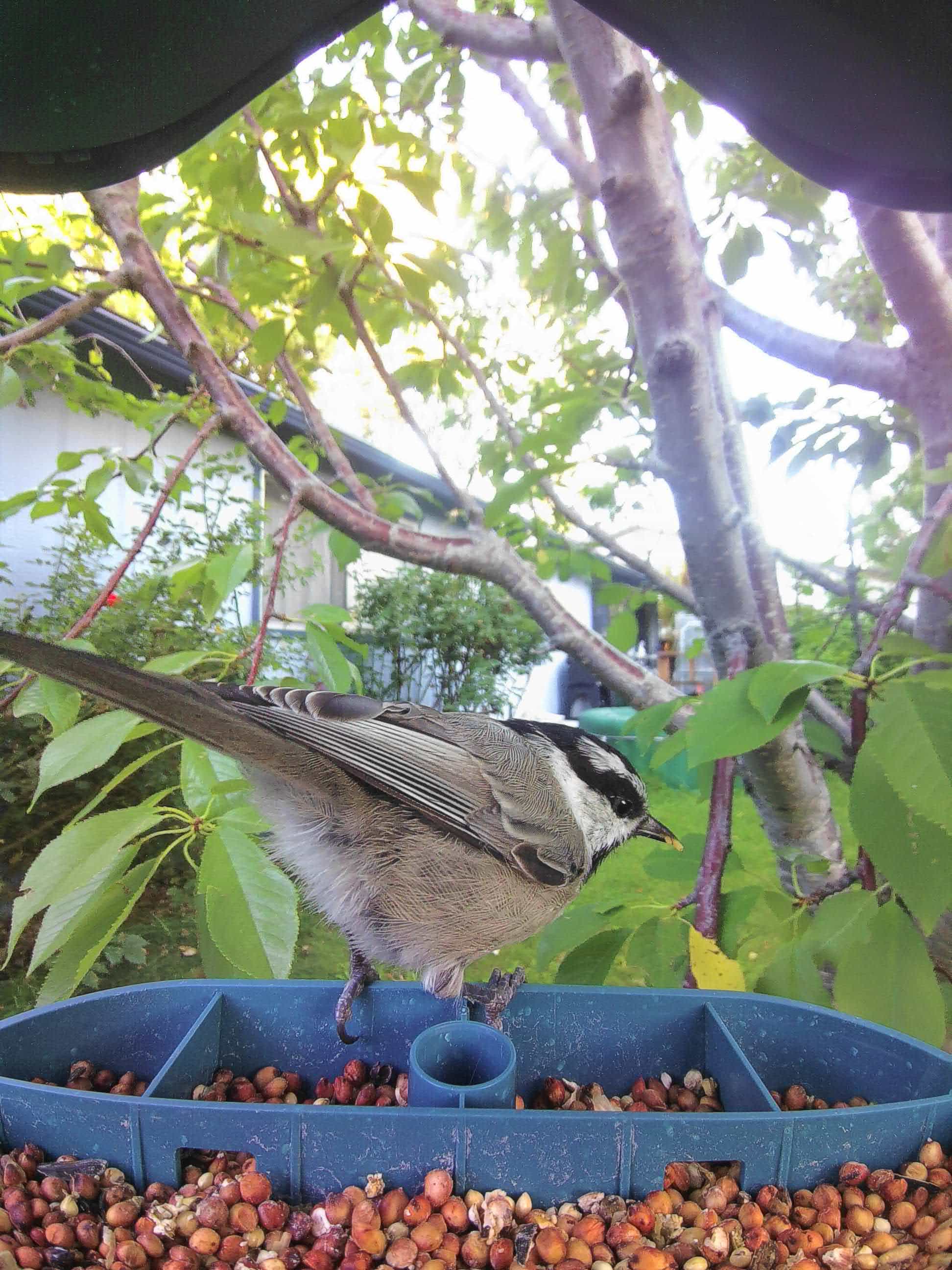 Salem on a feeder