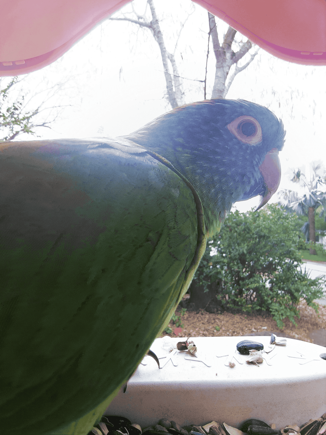 Blue-Crowned Parakeet