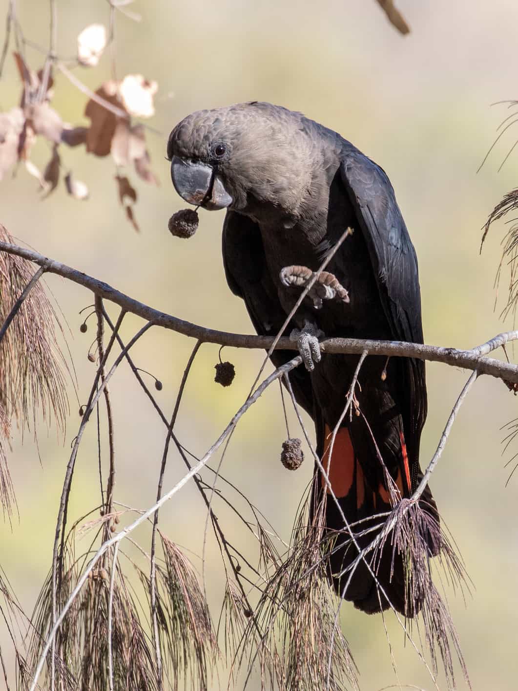 Glossy Black Cockatoo