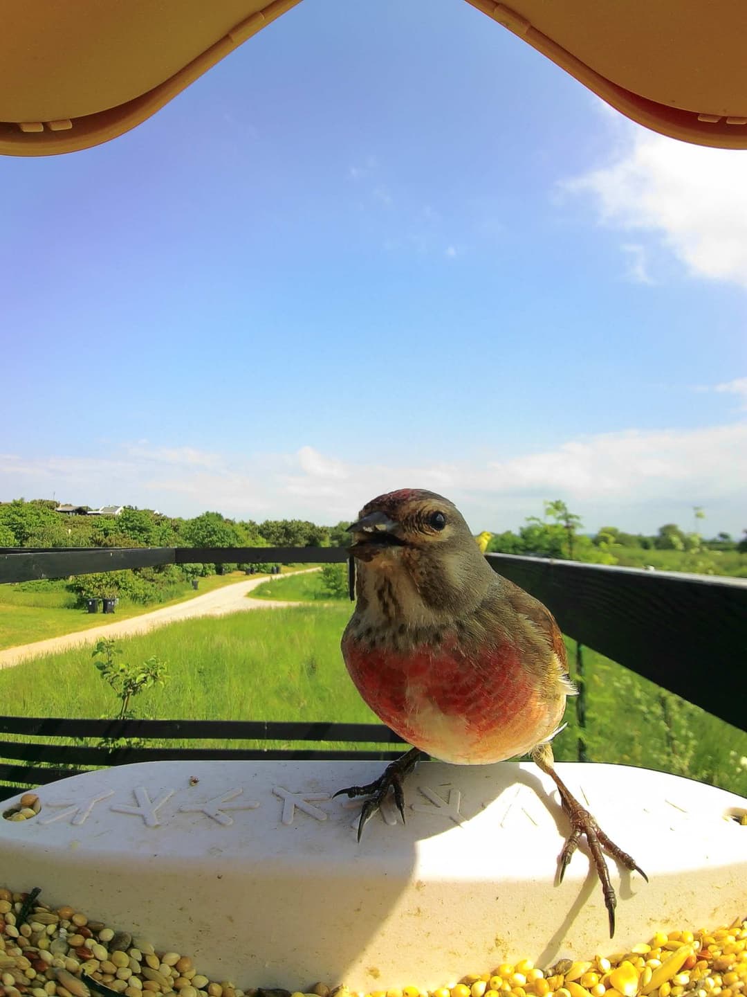 Common Linnet