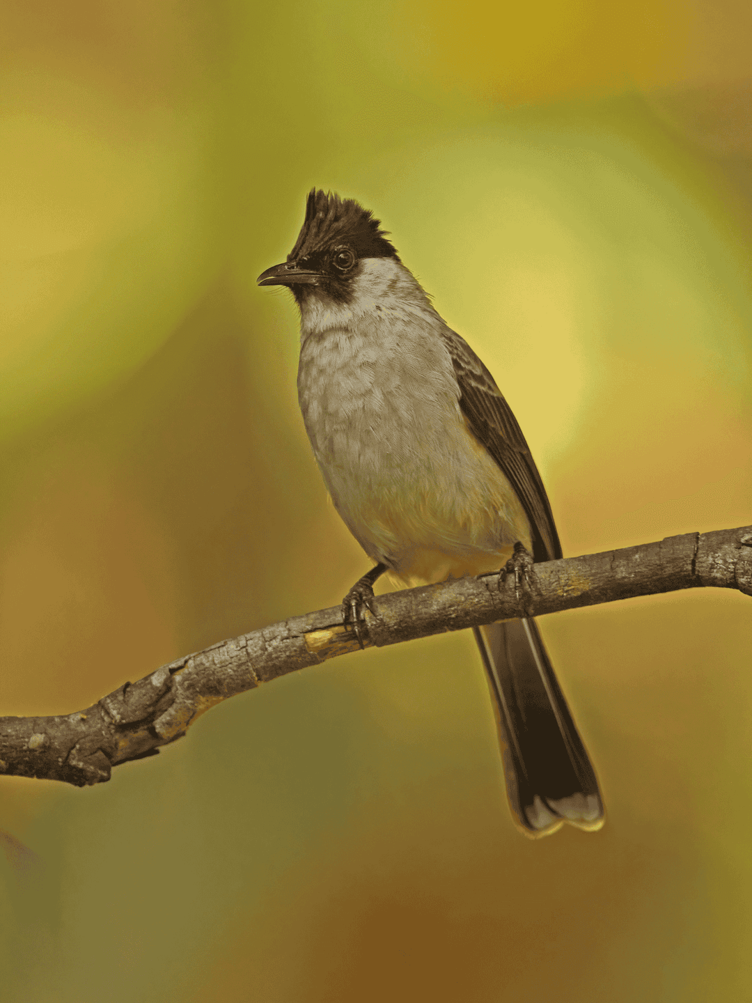 Sooty-Headed Bulbul