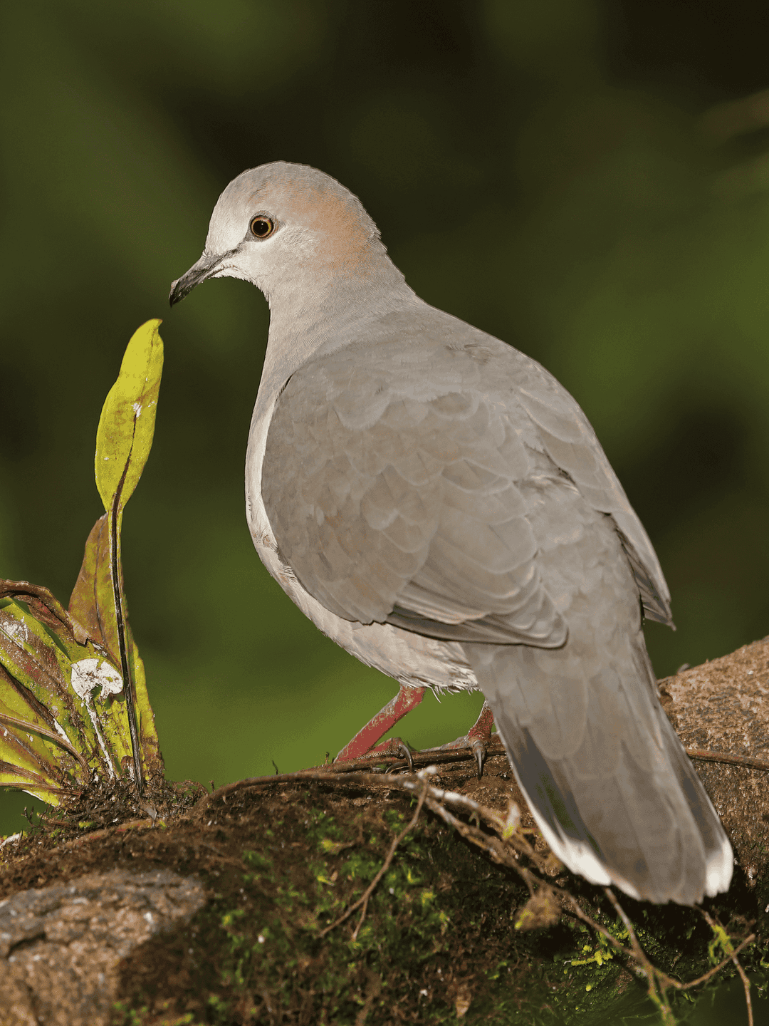 White-Tipped Dove