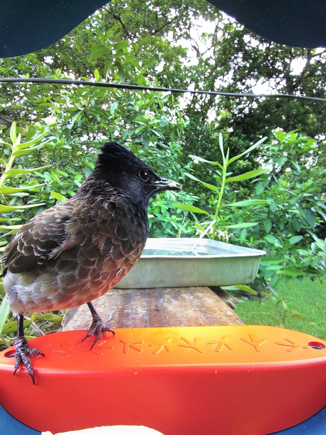 Red-Vented Bulbul