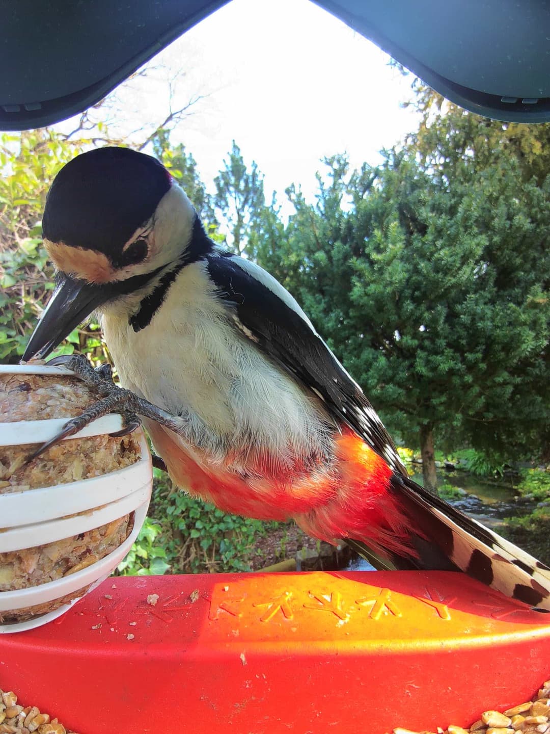 Great Spotted Woodpecker