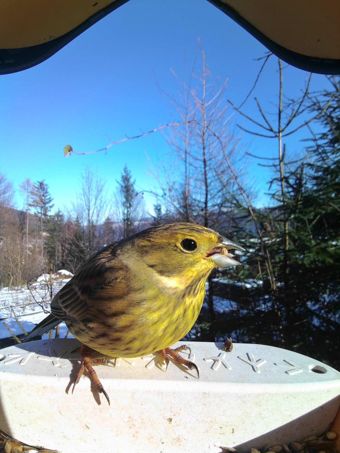 Yellowhammer