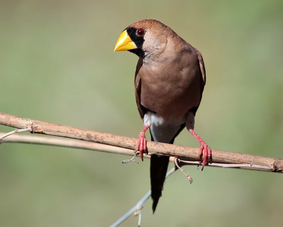 Masked Finch