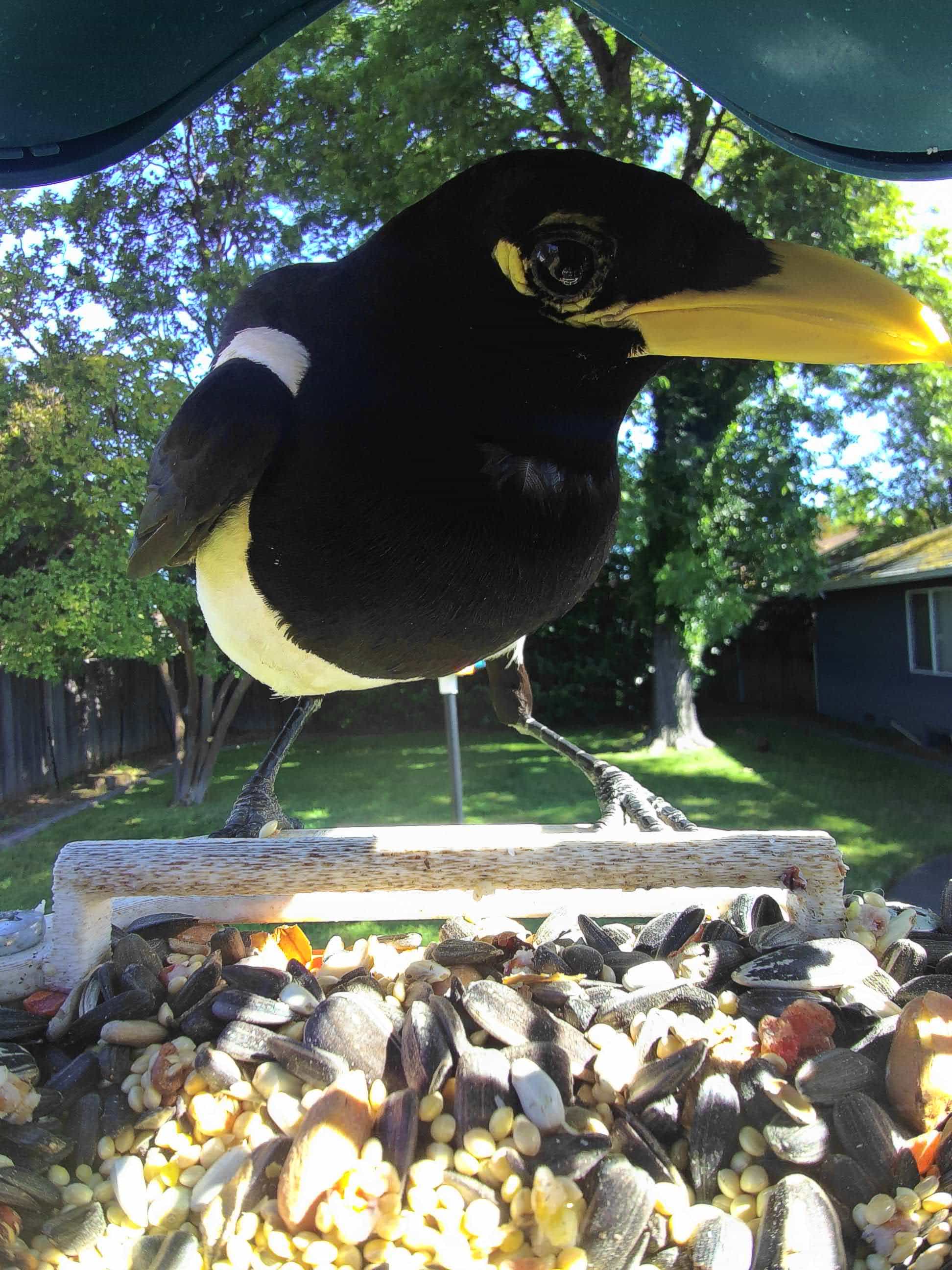 Walnut Creek on a feeder