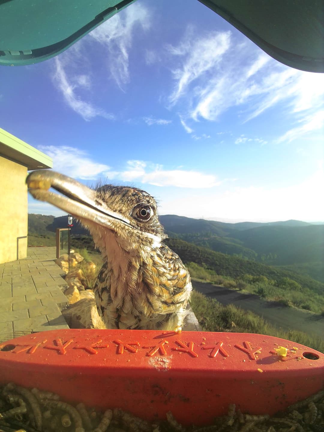 Greater roadrunner