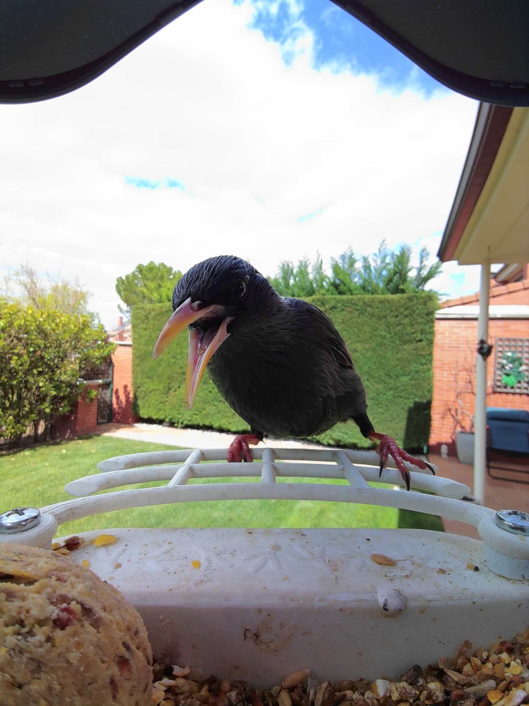 Spotless Starling