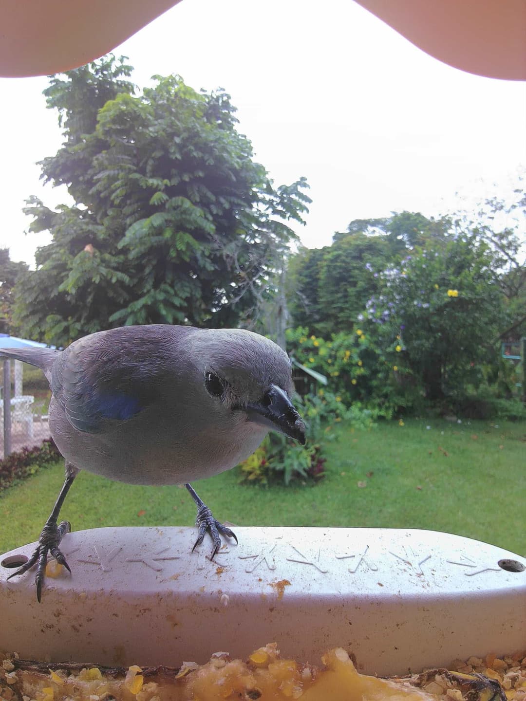 Tanager