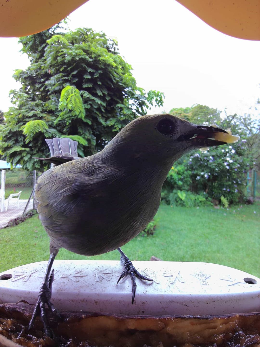 Palm Tanager