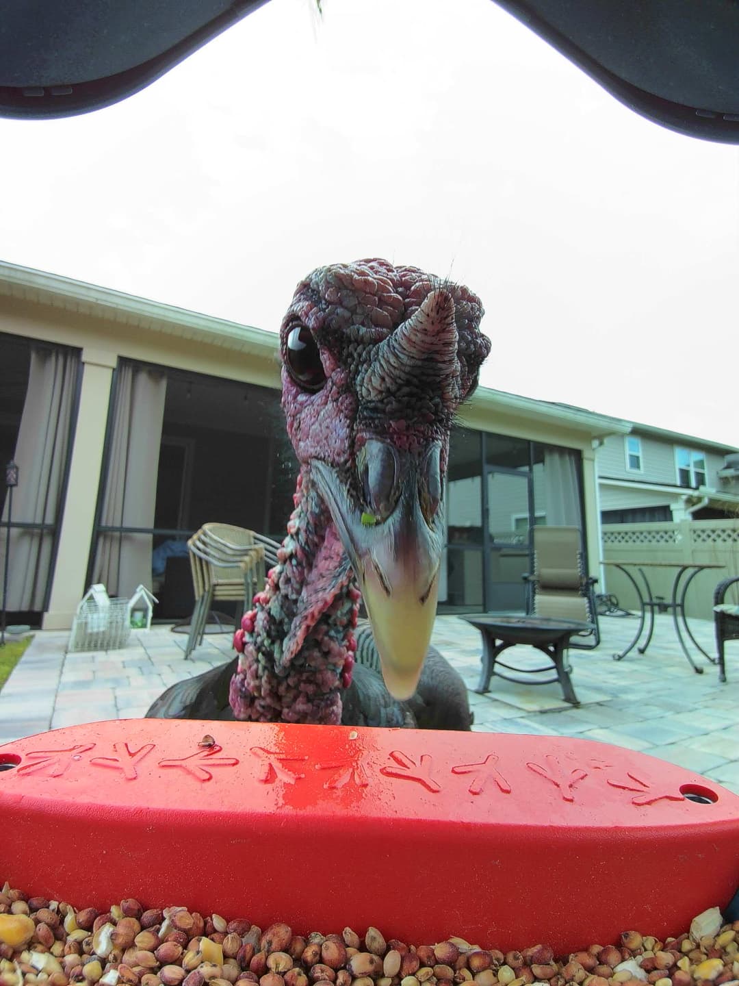 Wild Turkey