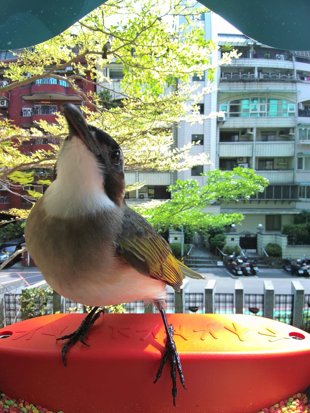 Light-Vented Bulbul