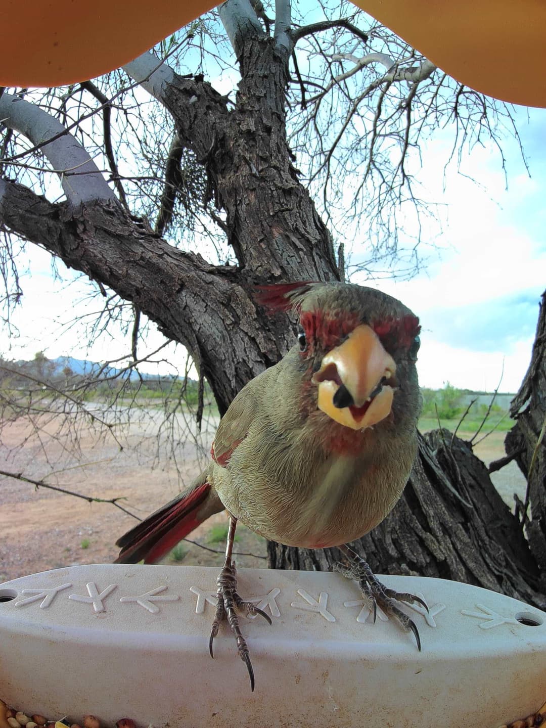 Pyrrhuloxia