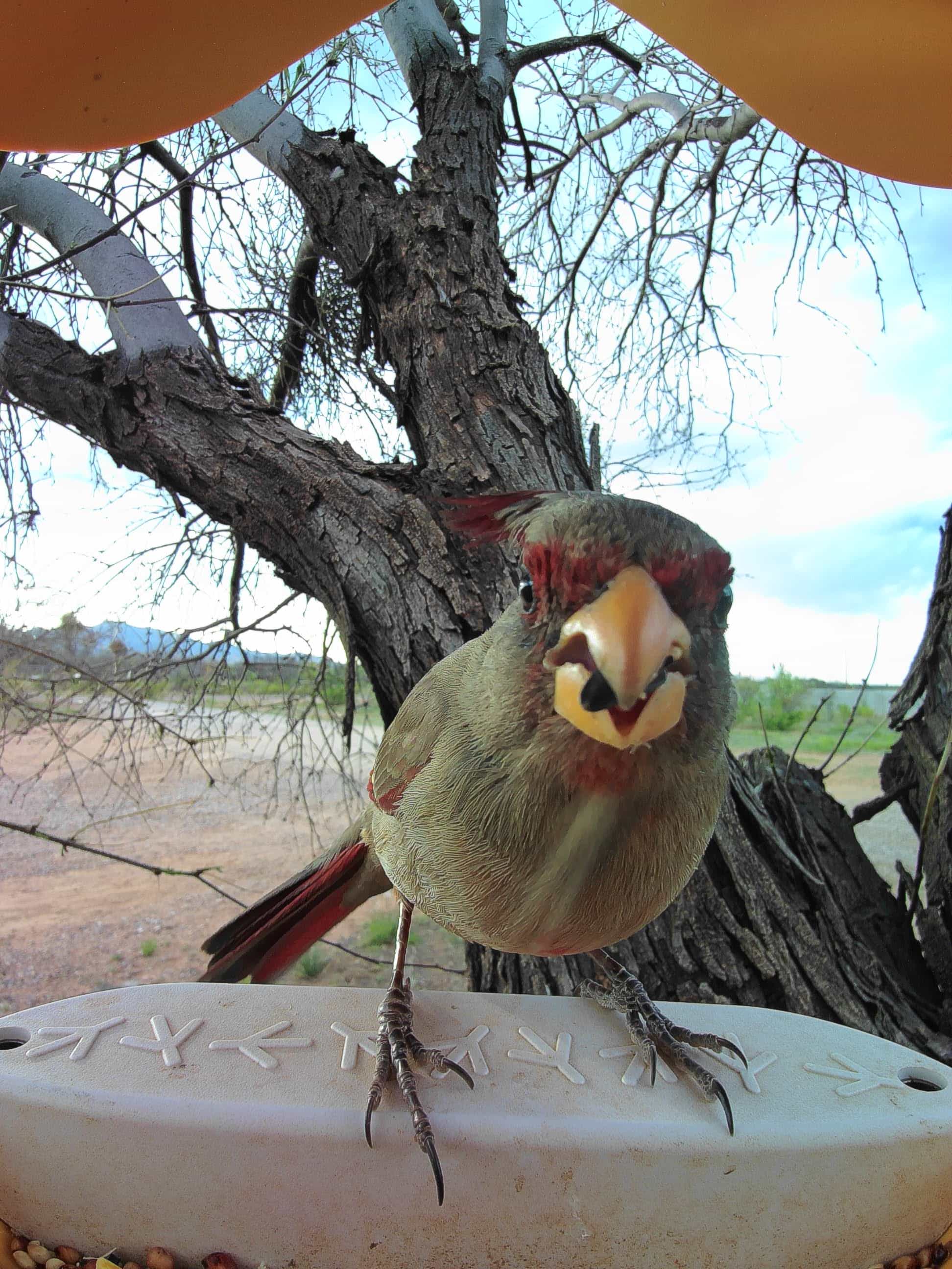 Alamogordo on a feeder