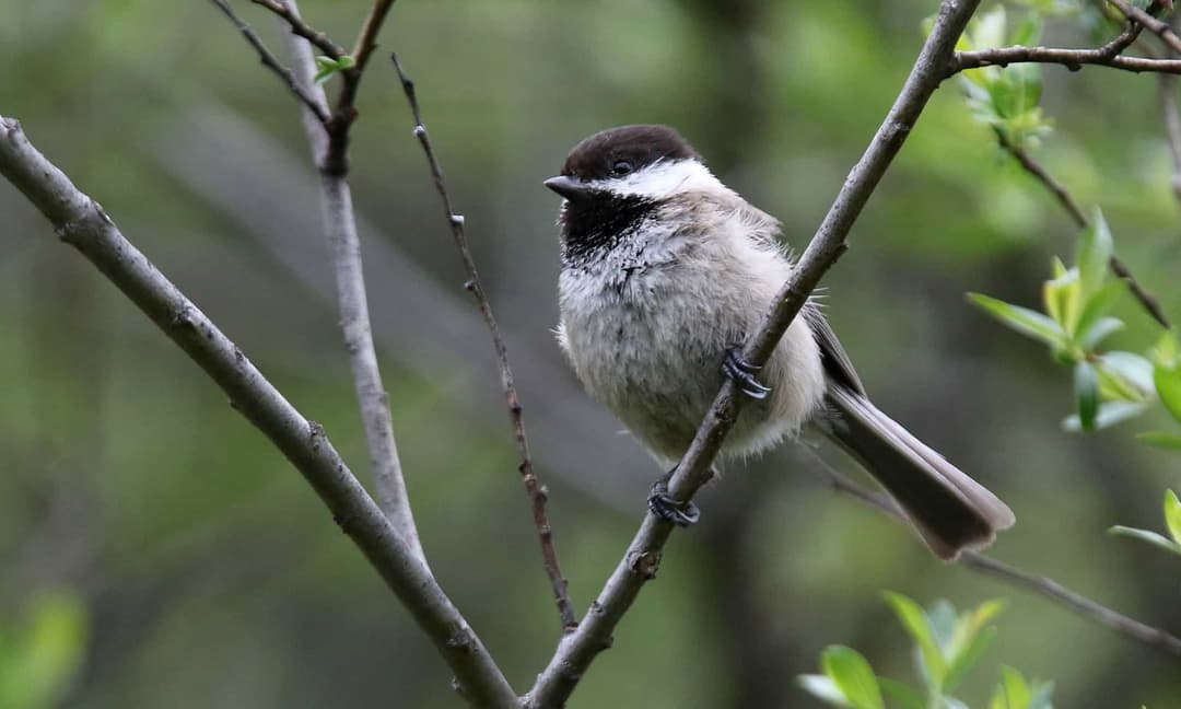 Sichuan Tit