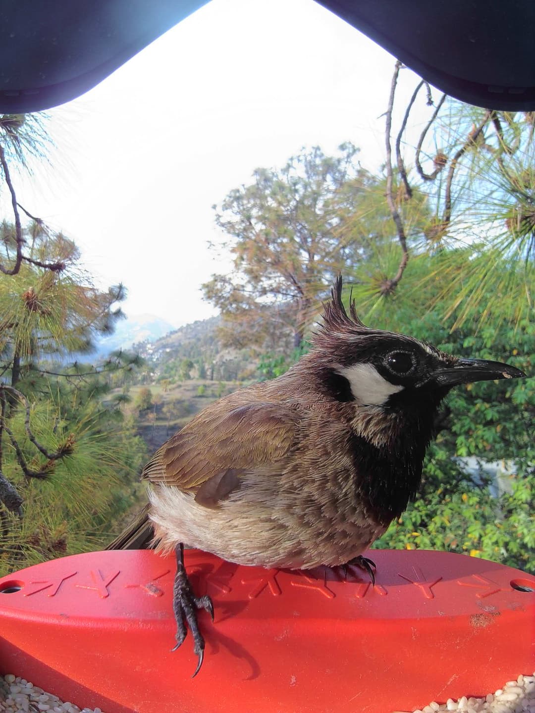 Himalayan Bulbul