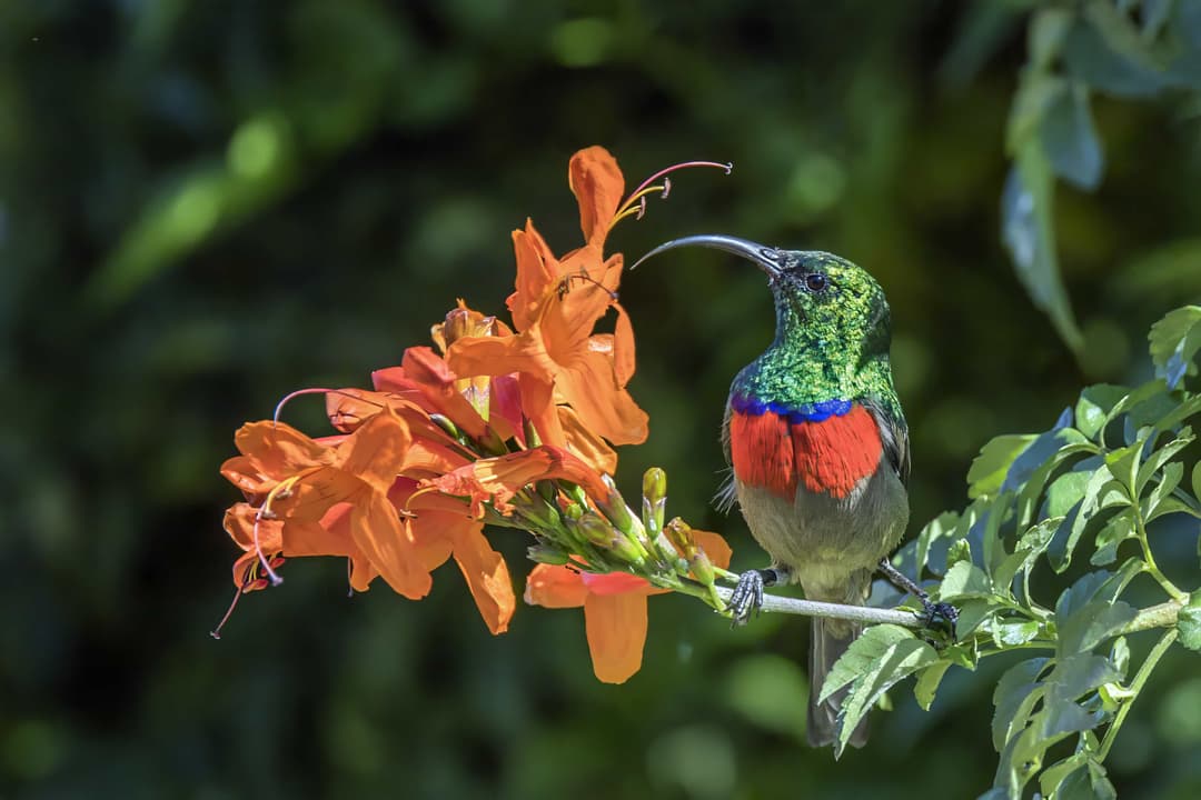 Greater Double-Collared Sunbird