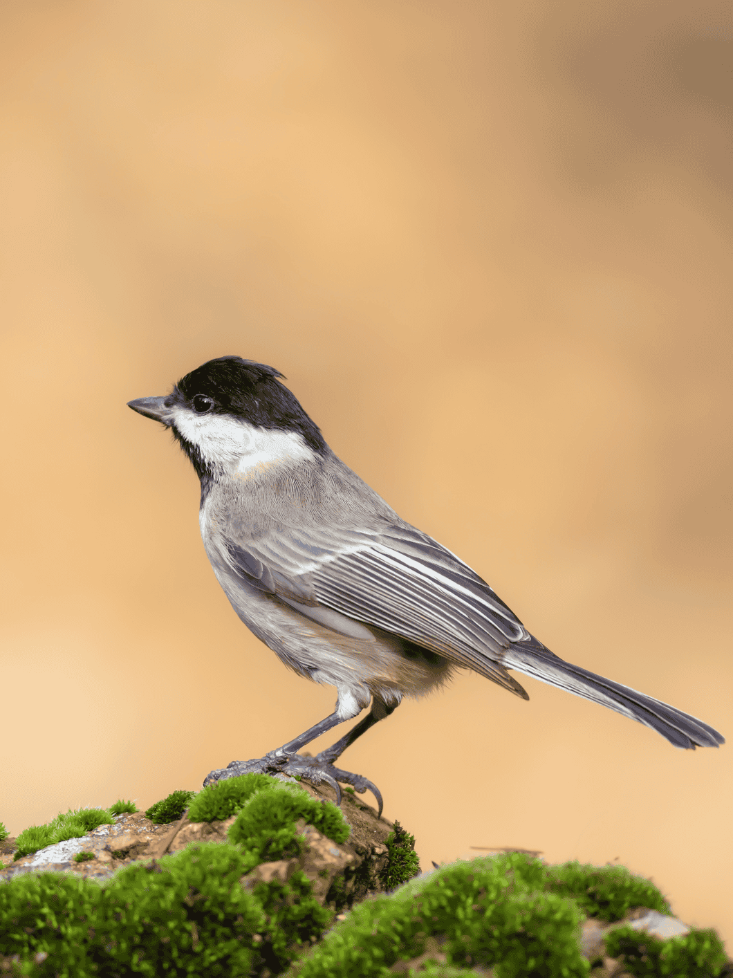 Sombre Tit