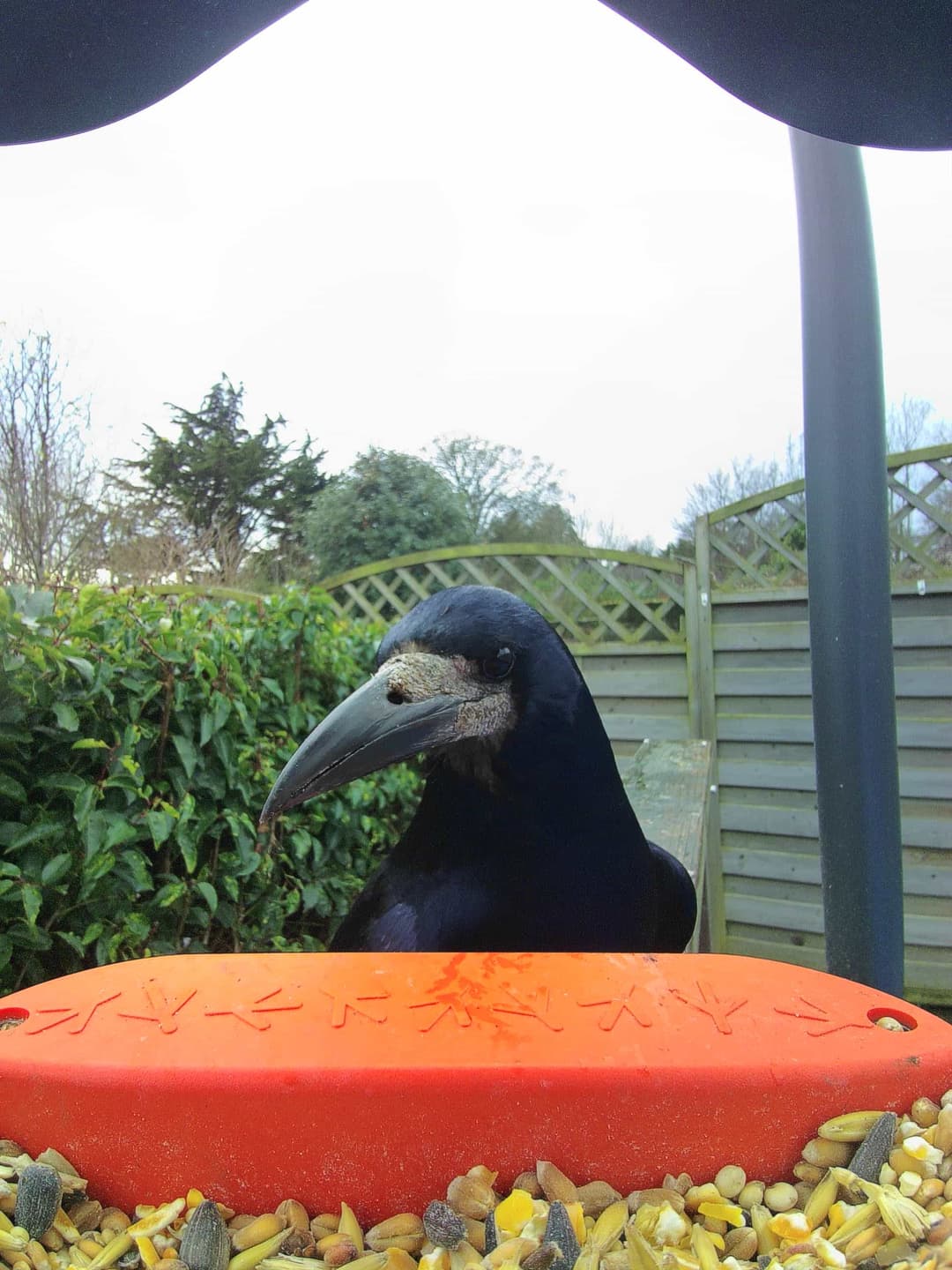 Rook