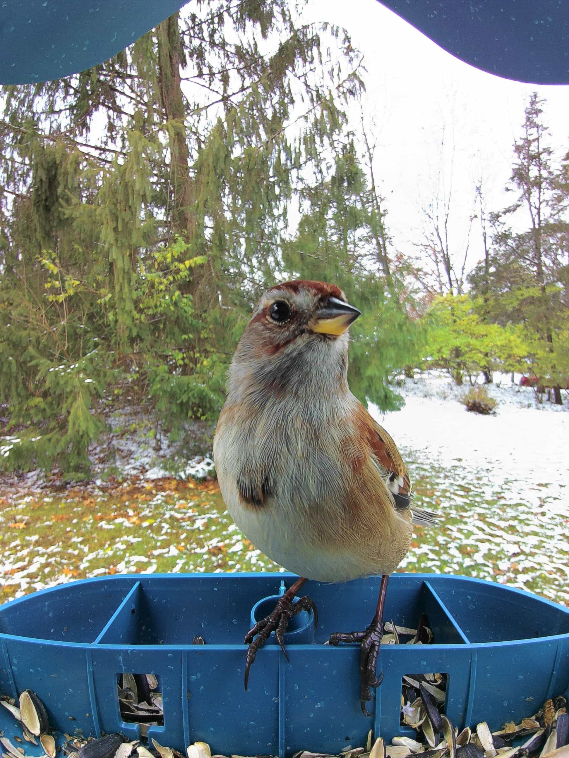 Red Wing on a feeder