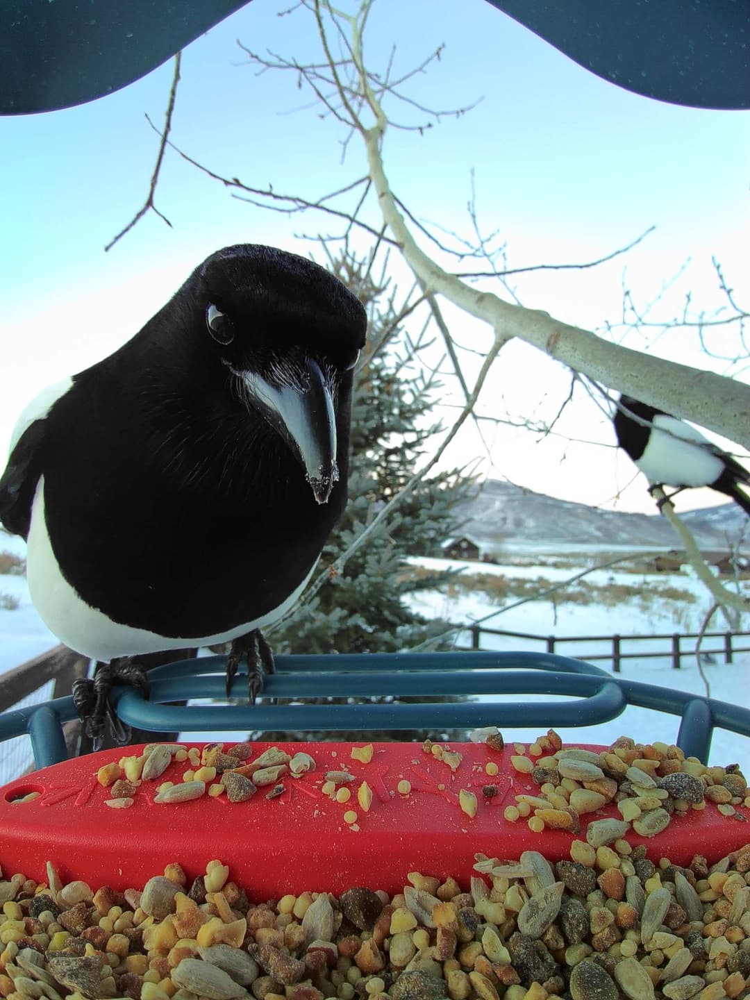 Black-Billed Magpie