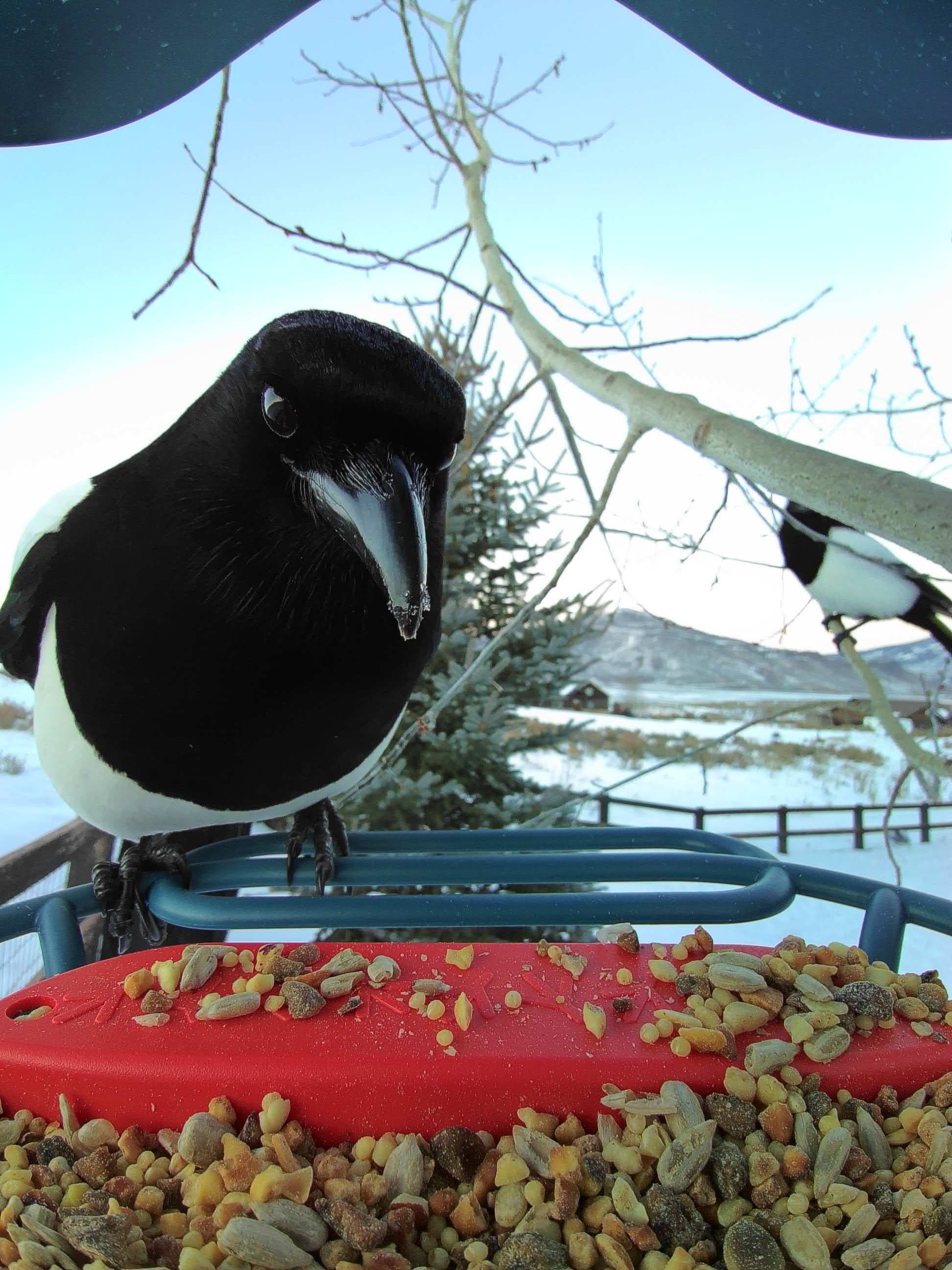 Silverdale on a feeder