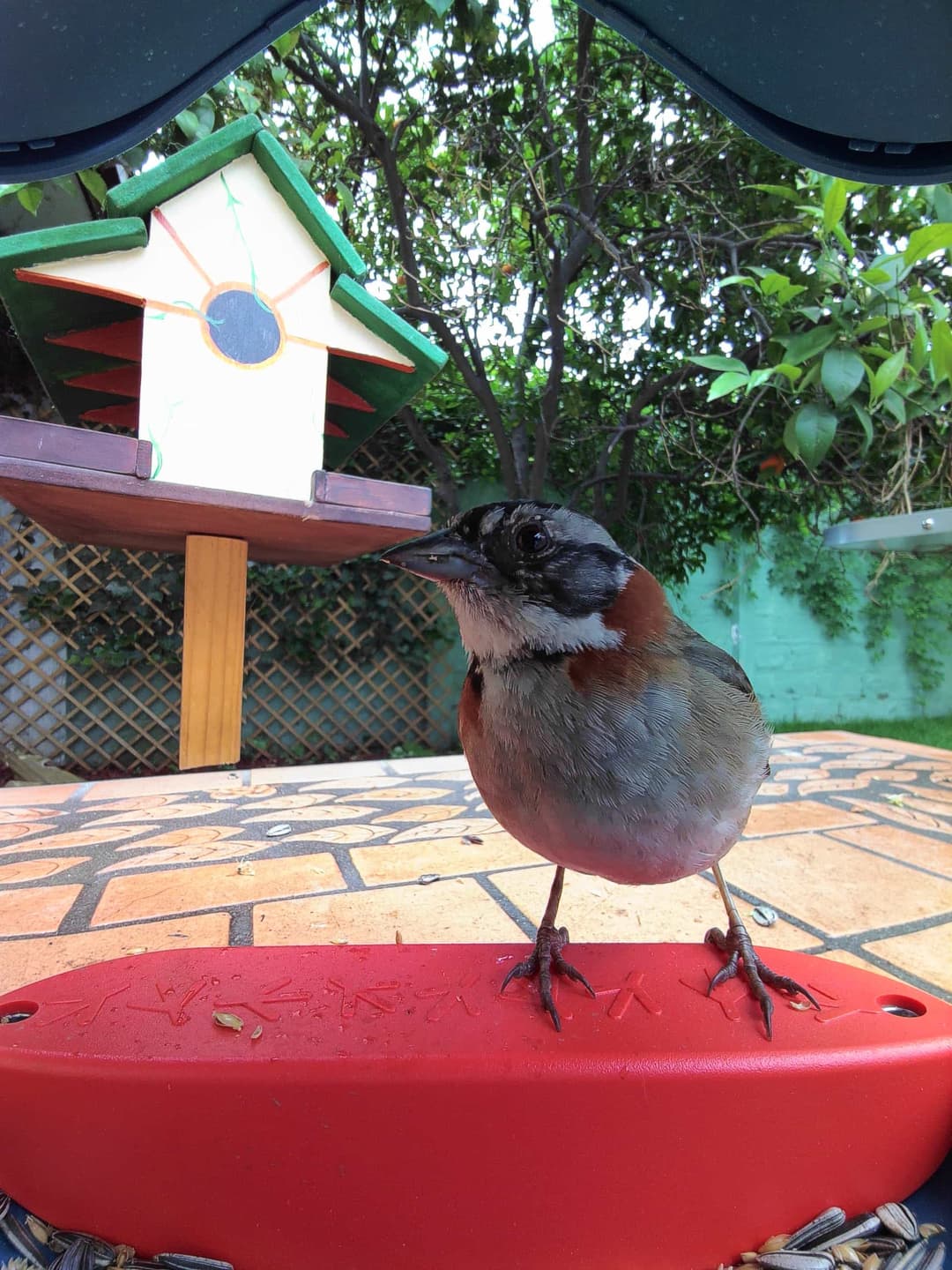 Rufous-Collared Sparrow