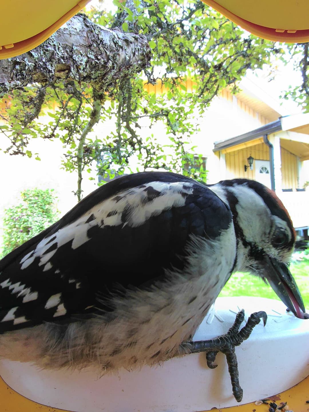 Lesser Spotted Woodpecker