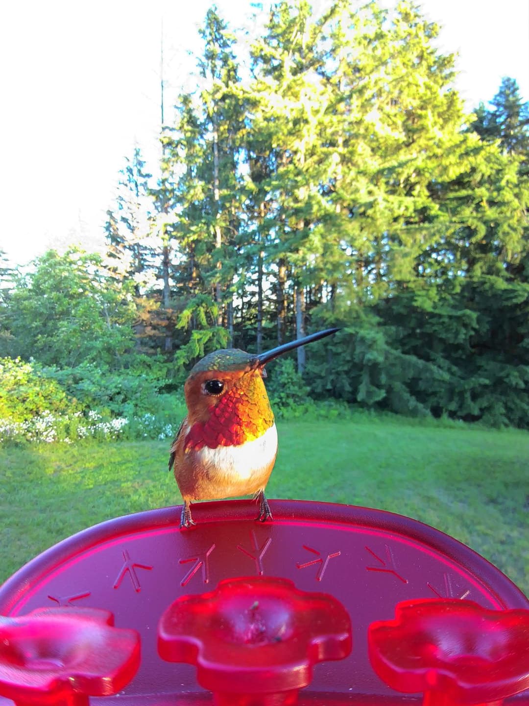 Rufous Hummingbird