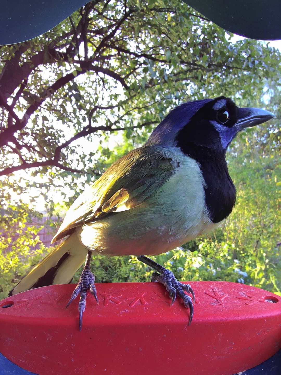 Green Jay