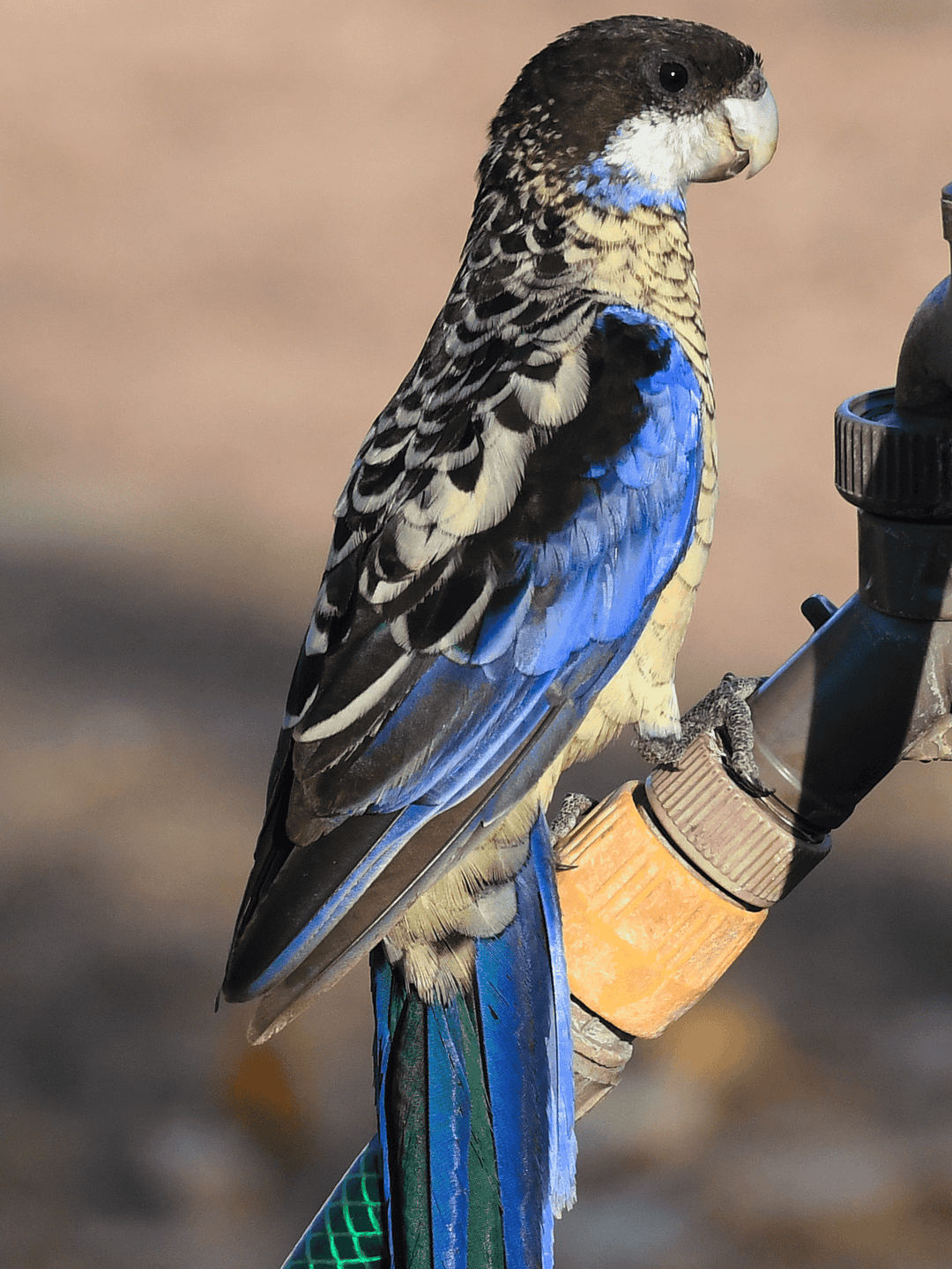Northern Rosella