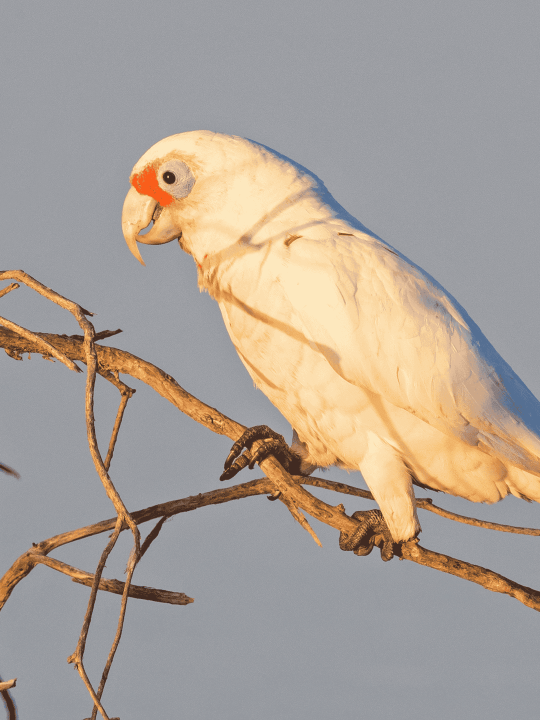 Western Corella
