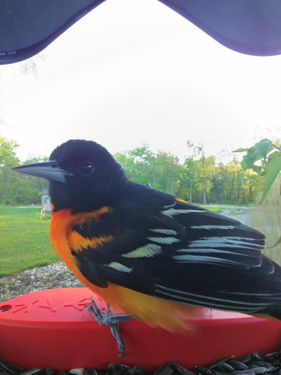 New World Oriole