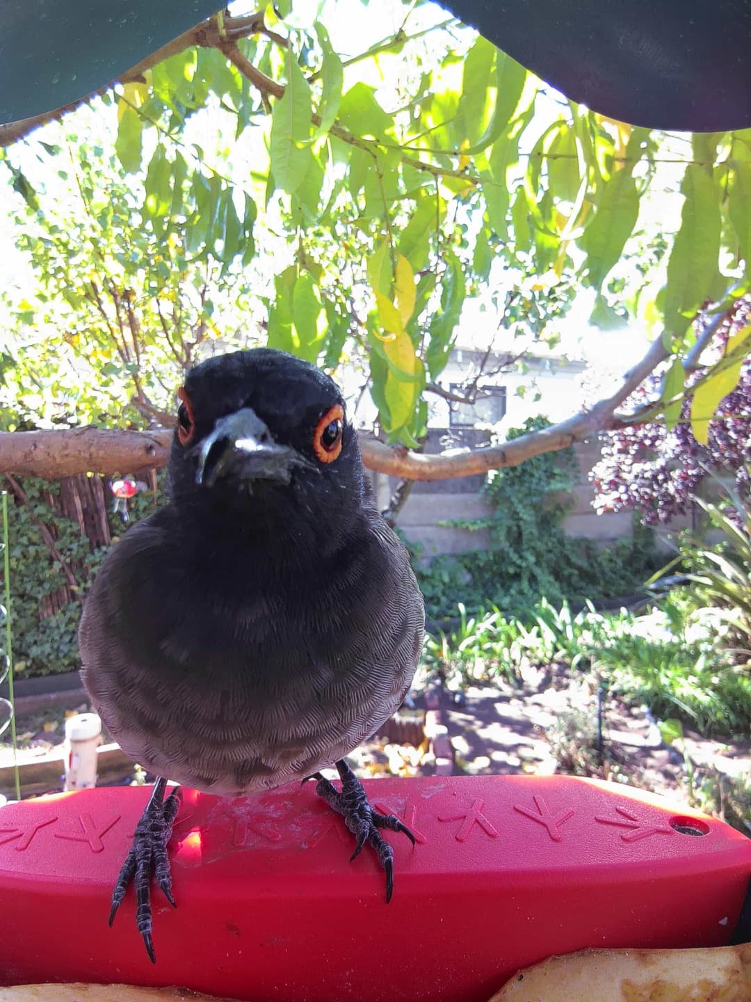 African Red-Eyed Bulbul