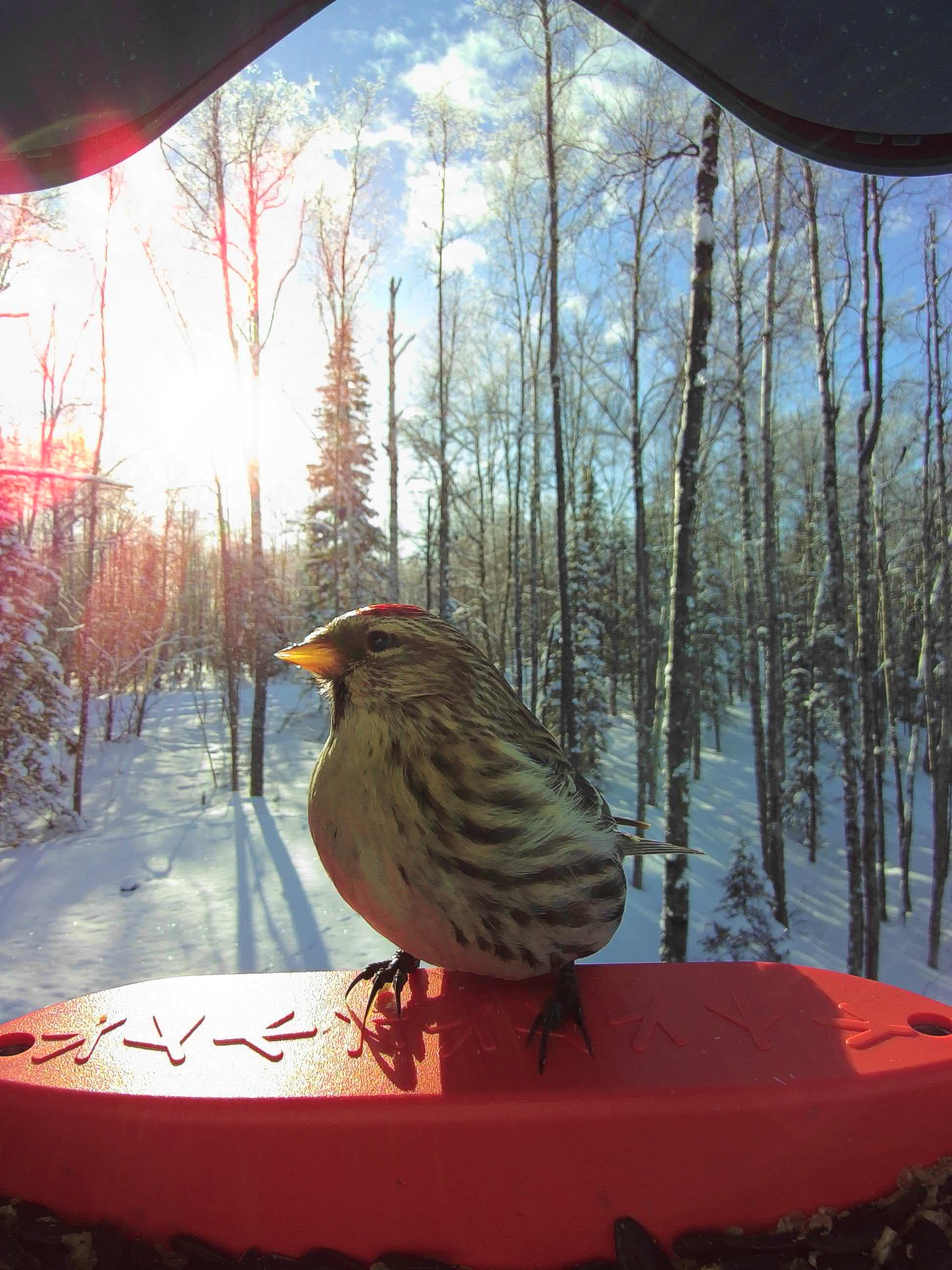 Plum on a feeder