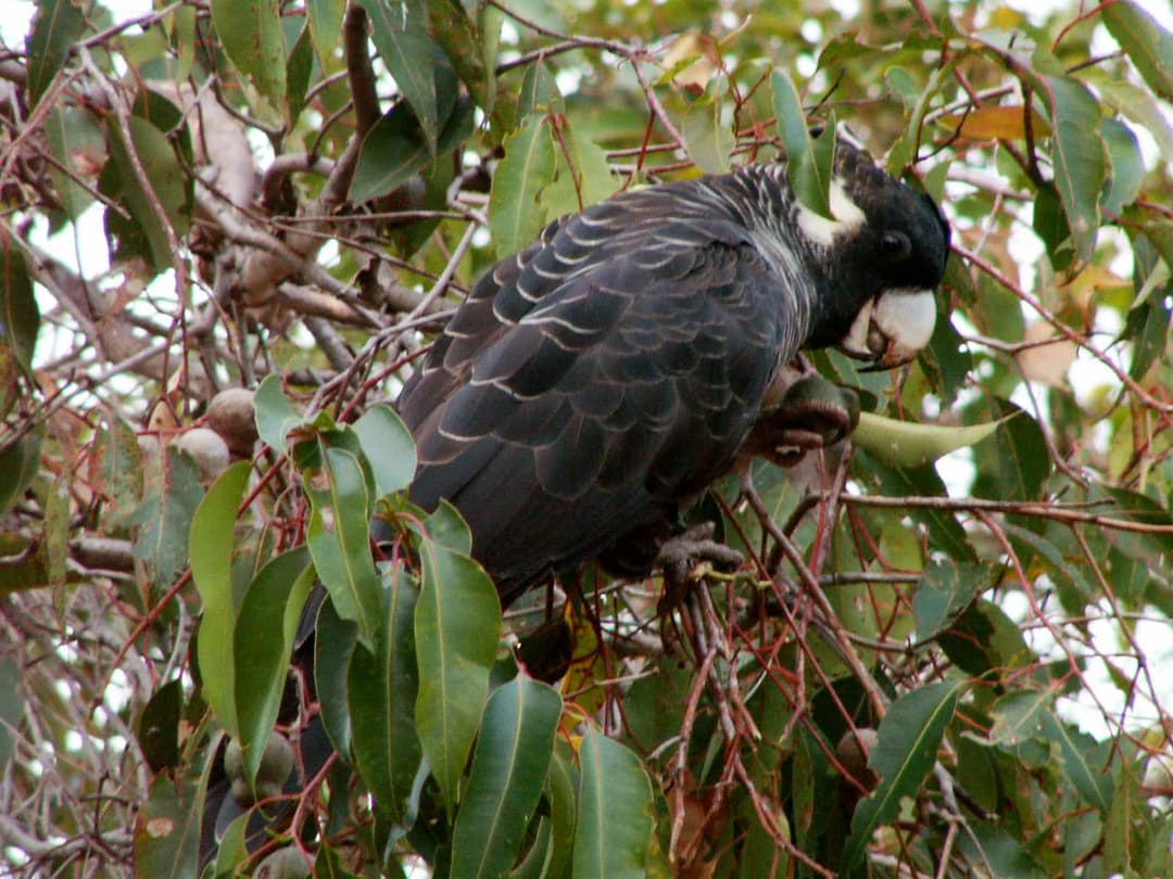 Baudin’s Black Cockatoo