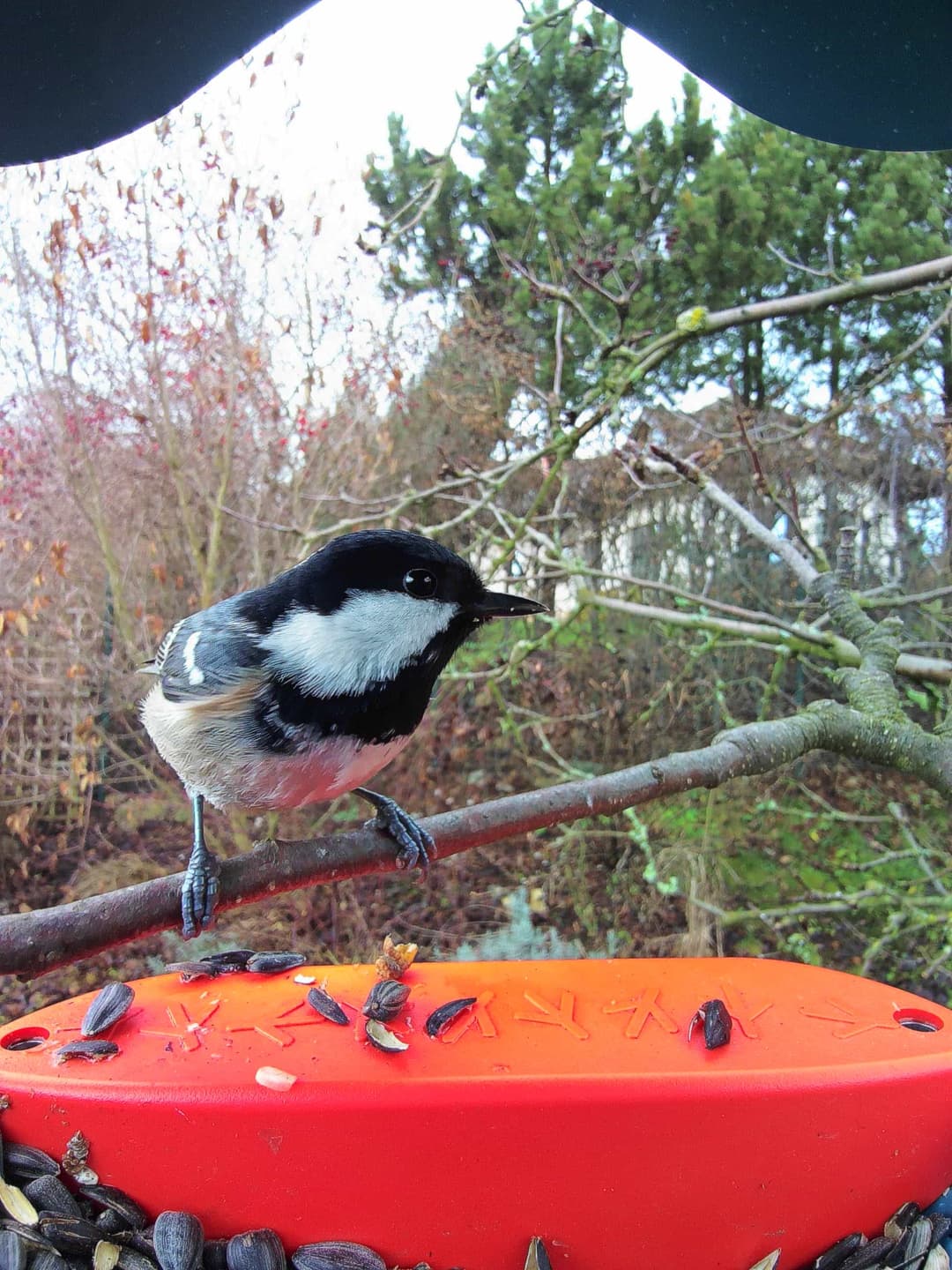 Coal Tit