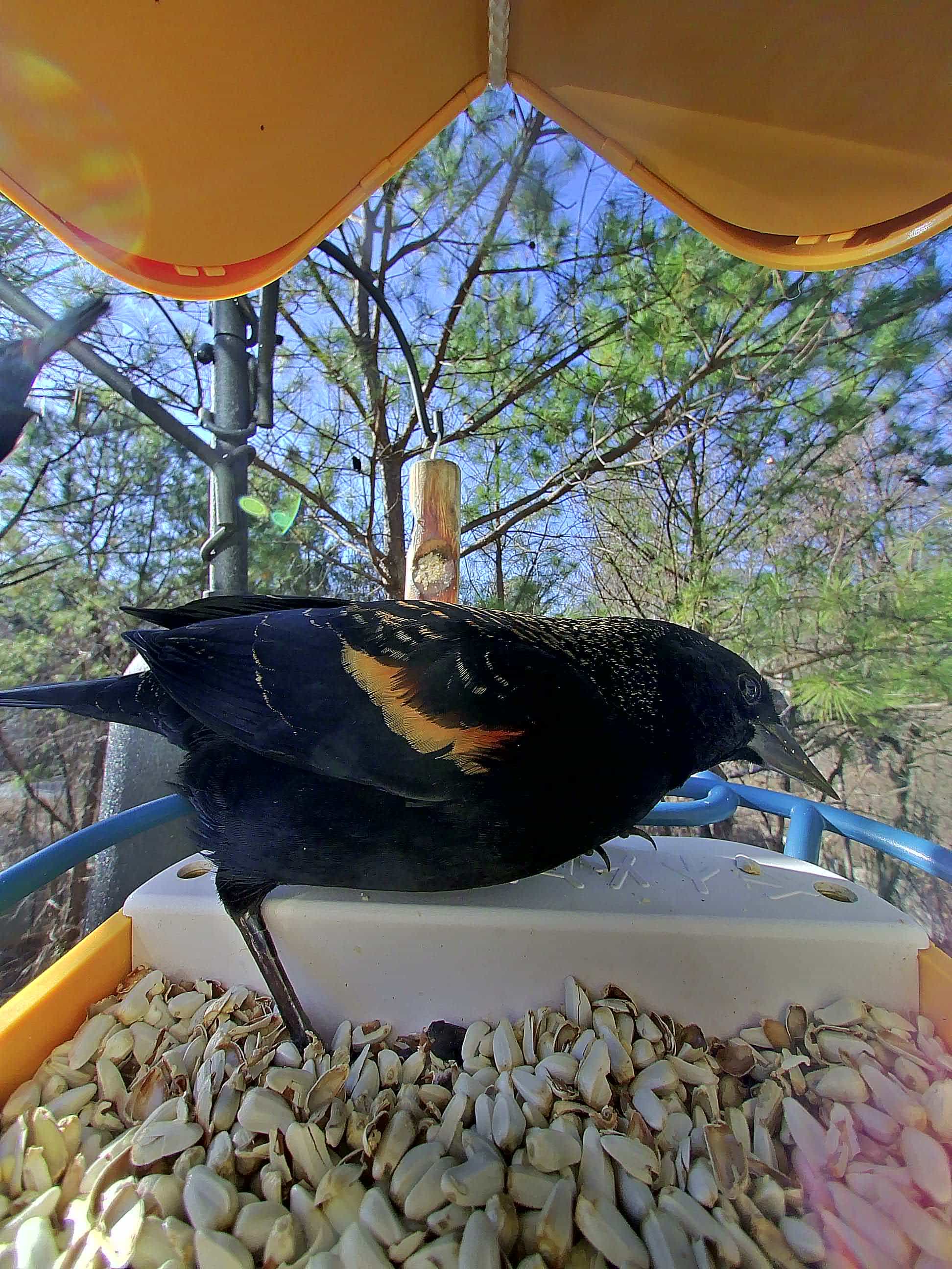 Red Wing on a feeder