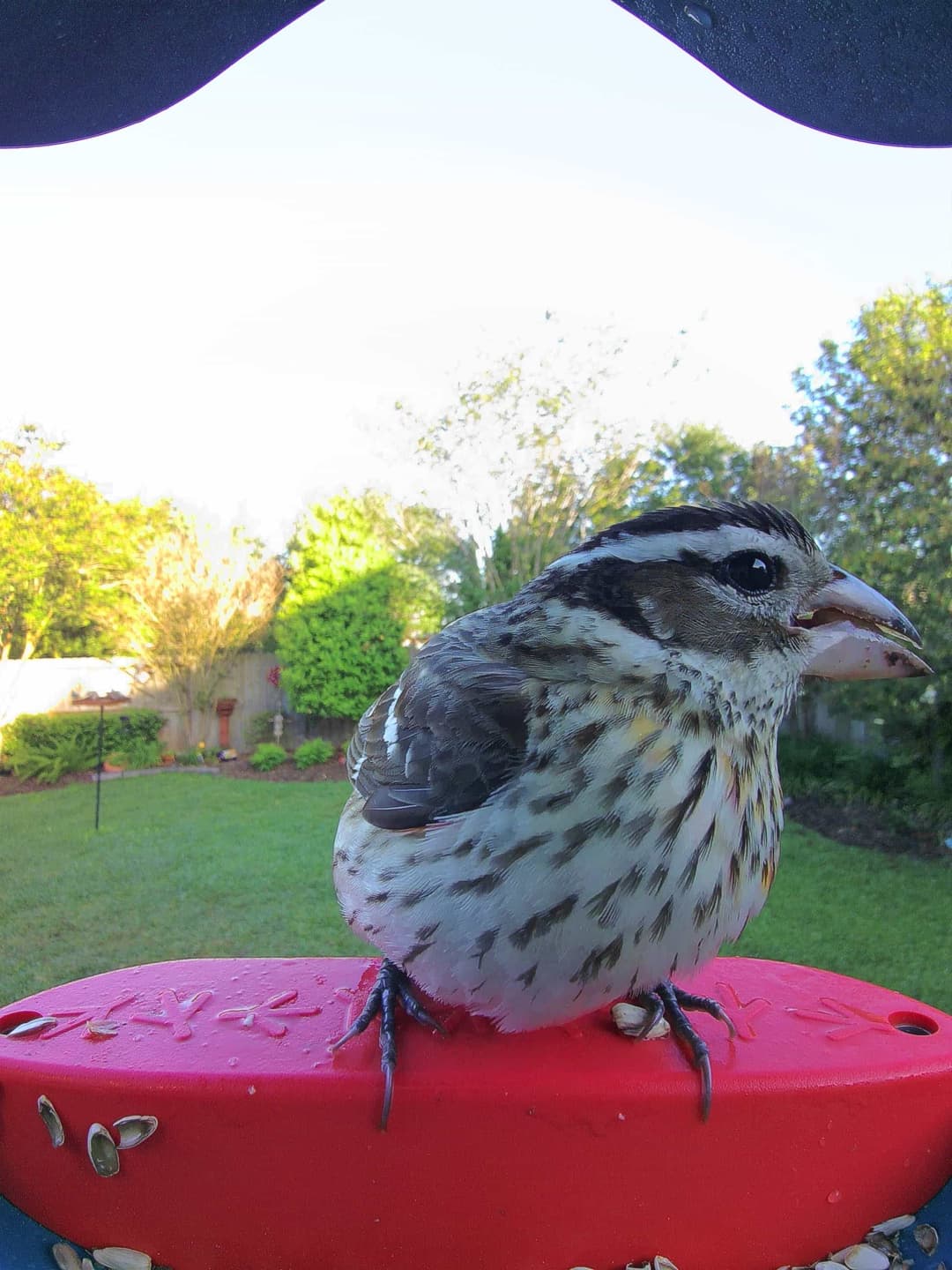 Grosbeak