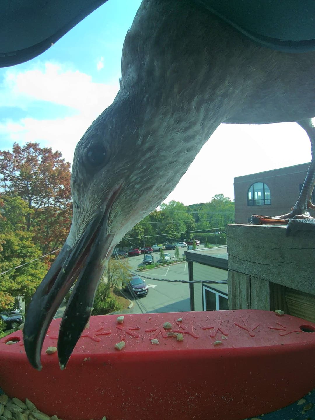 American Herring Gull