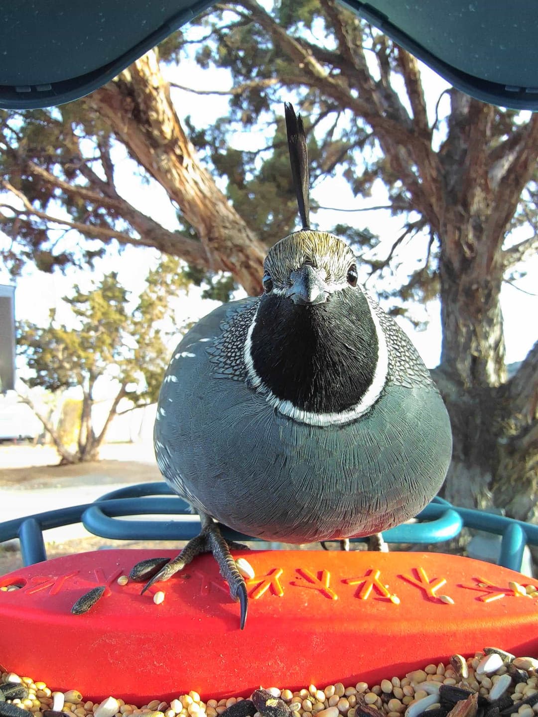 California quail