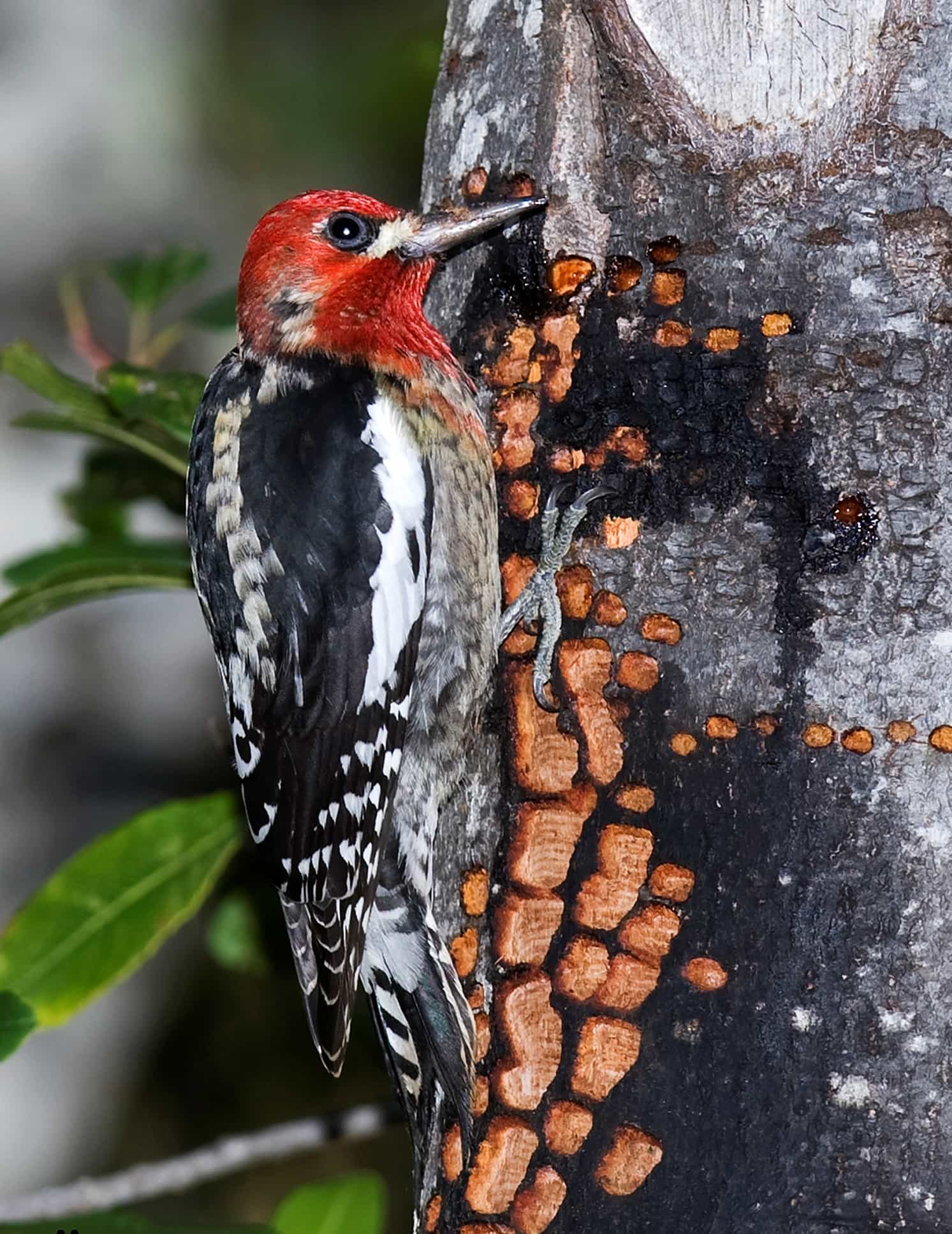 South Pasadena on a feeder