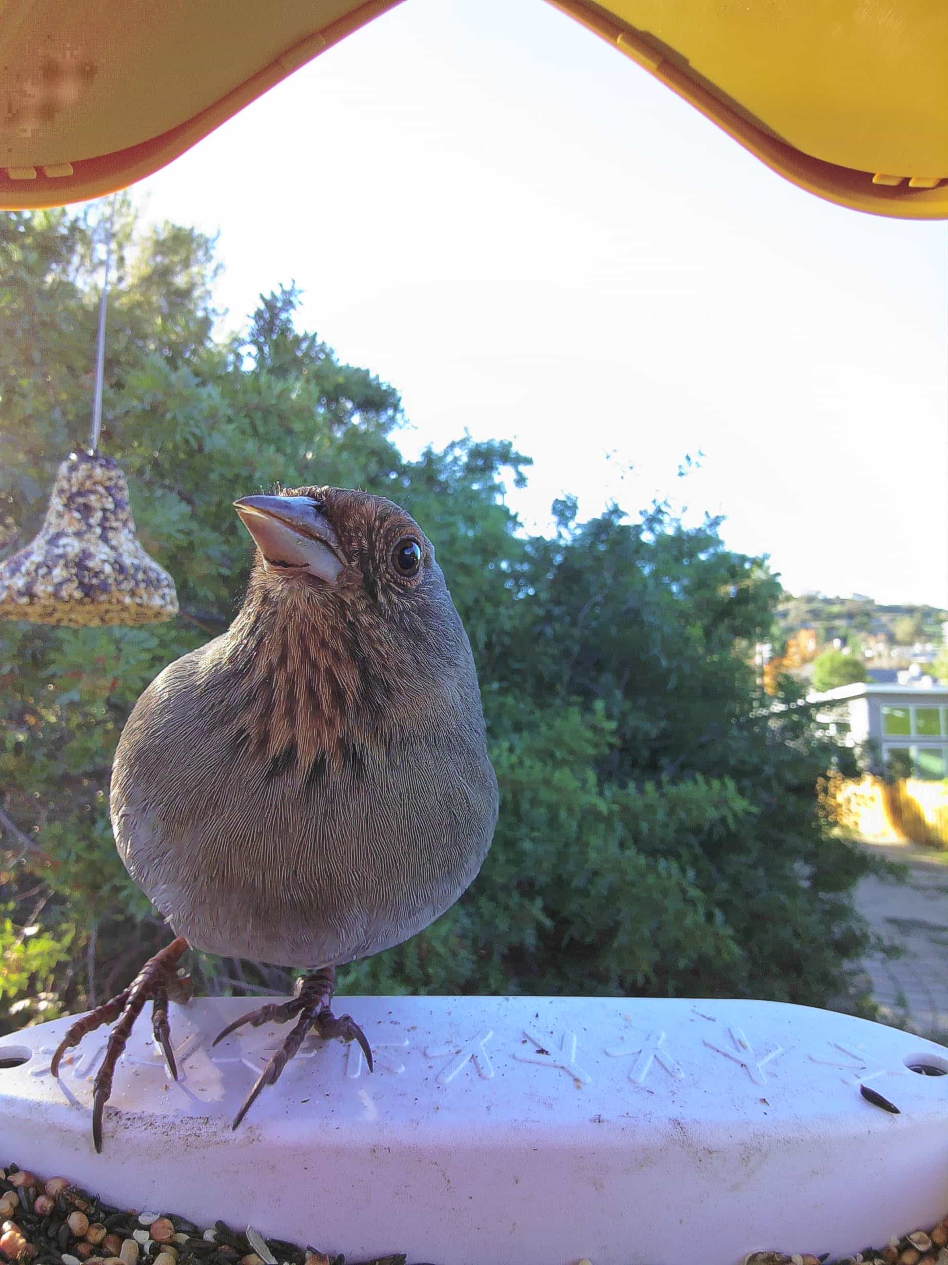 Isla Vista on a feeder