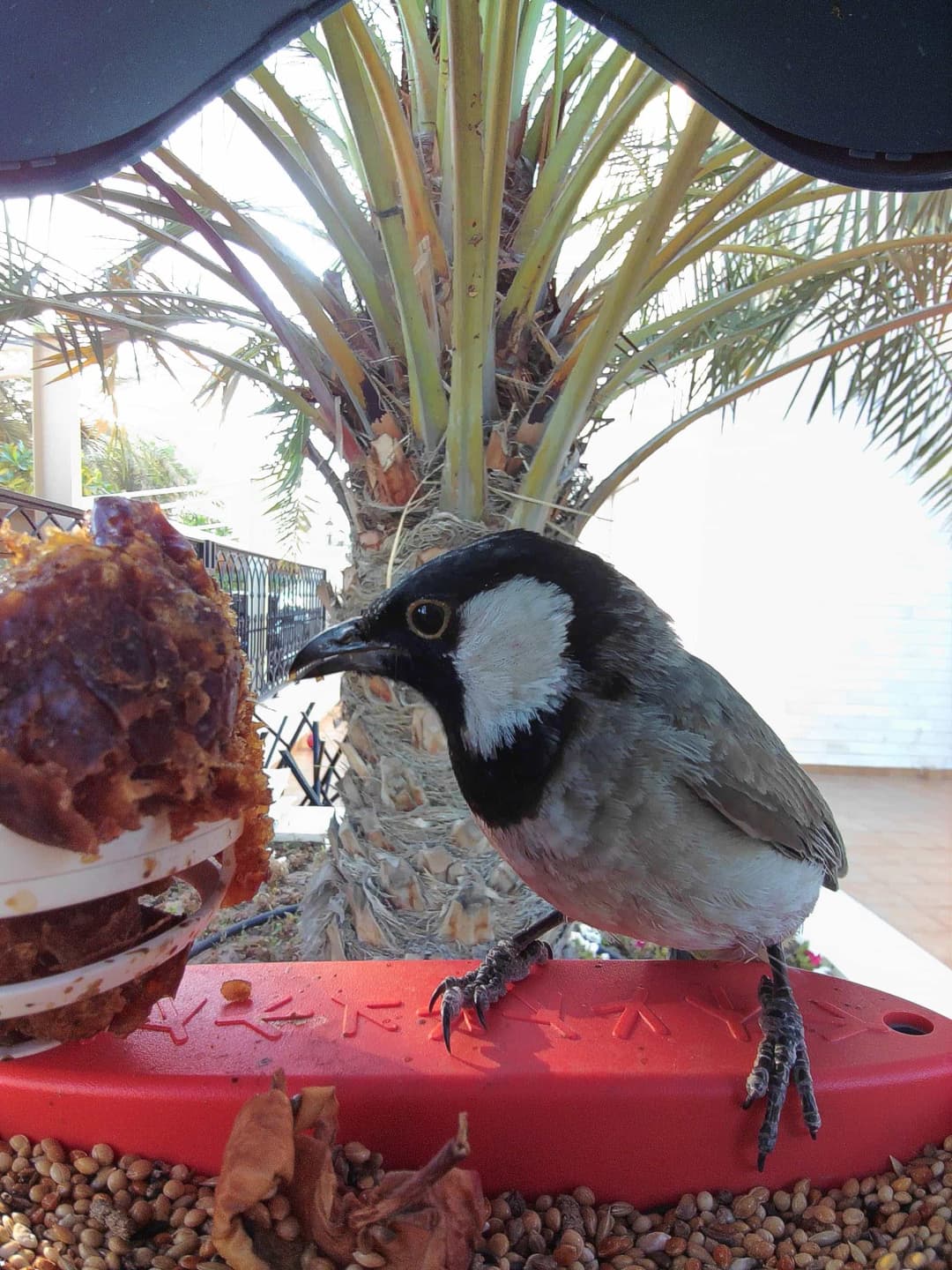 White-Eared Bulbul
