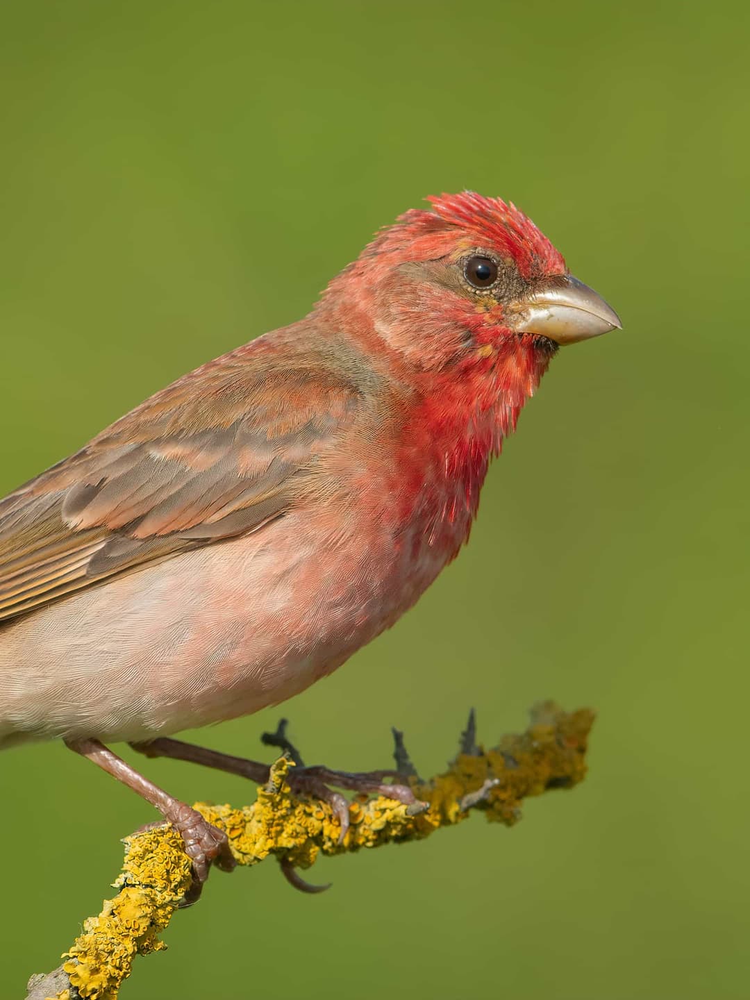Common Rosefinch