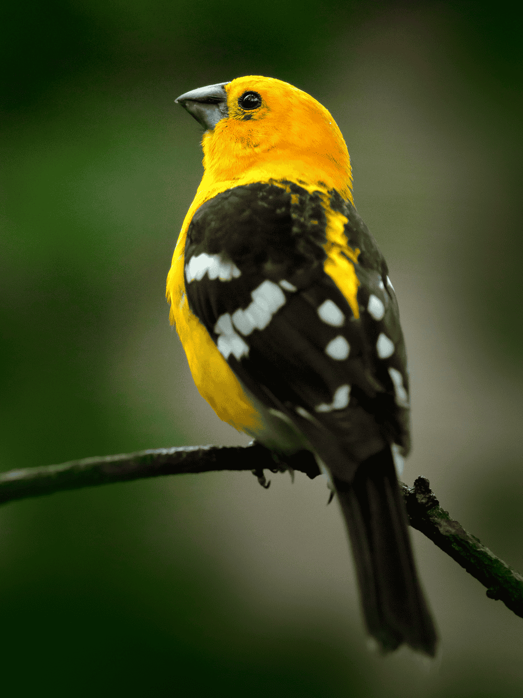 Yellow Grosbeak