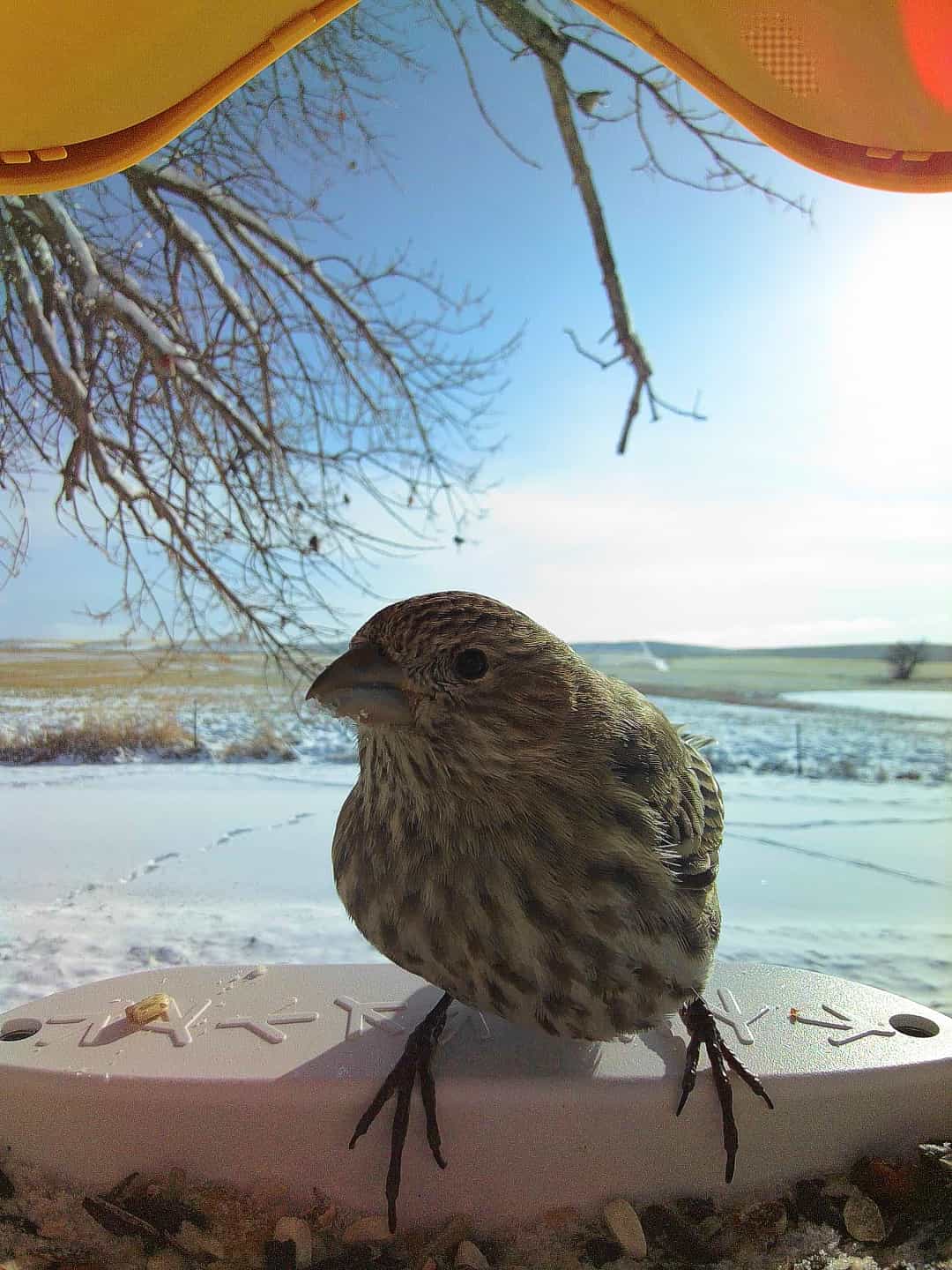 Pine Siskin