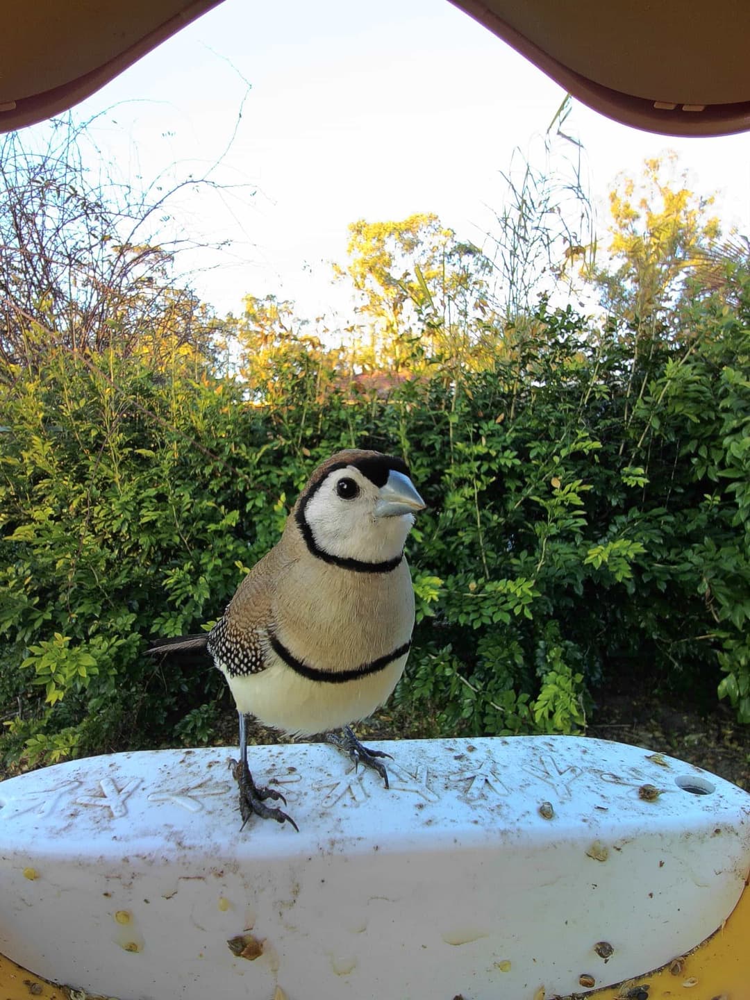 Double-Barred Finch